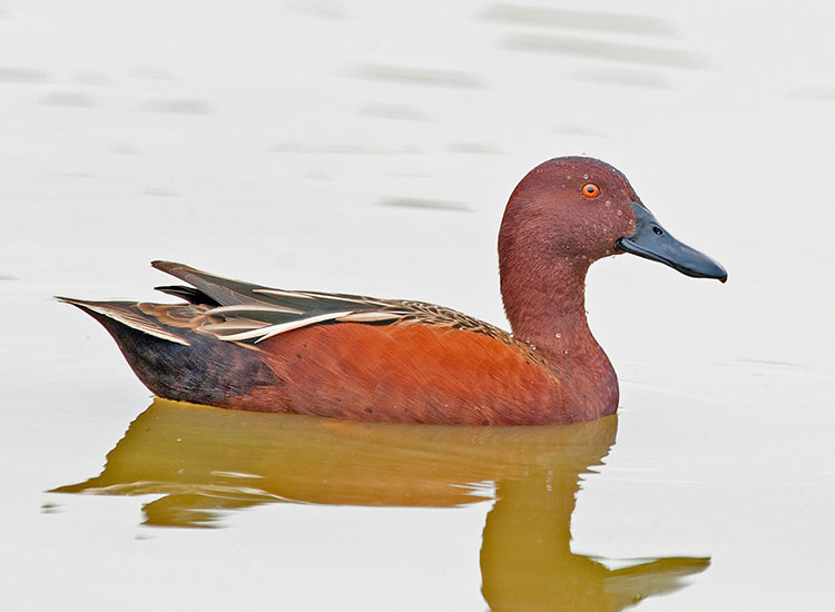 pato-colorado-macho-adulto