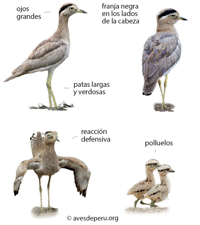 alcaraban-huerequeque