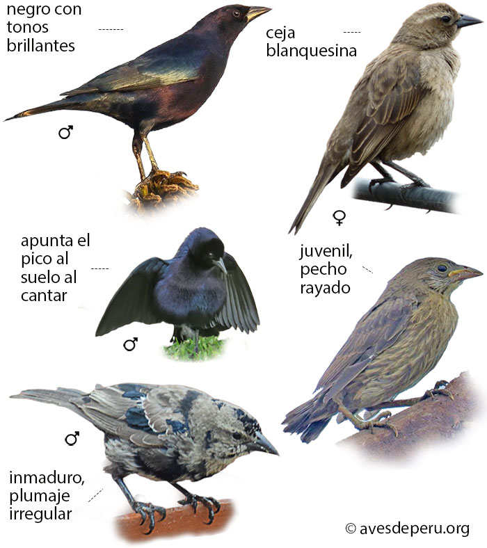 tordo-brilloso-parasito