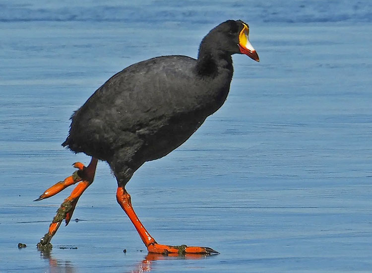 gallareta-gigante-adulto