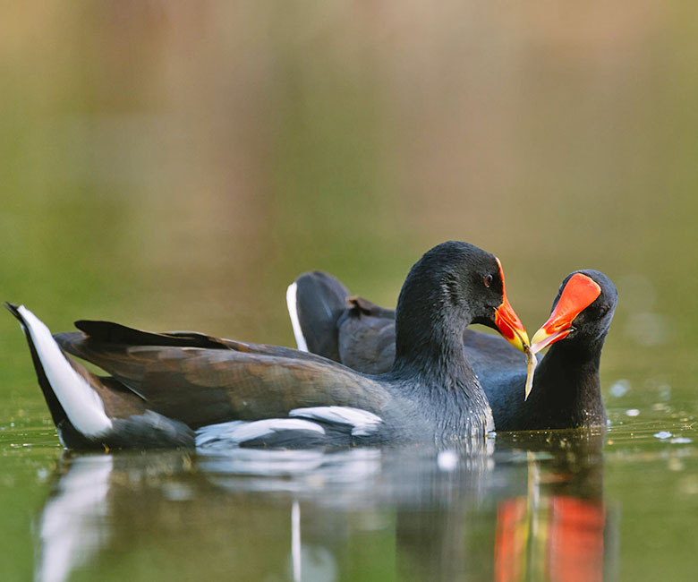 Pareja de polla de agua comun.