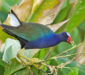 Polla de Agua Morada o Pollona Azul (Porphyrio martinica)