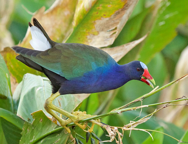 Polla de agua Morada trepando en vegetacion