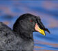 Gallareta (Tagua) Cornuda (Fulica cornuta)