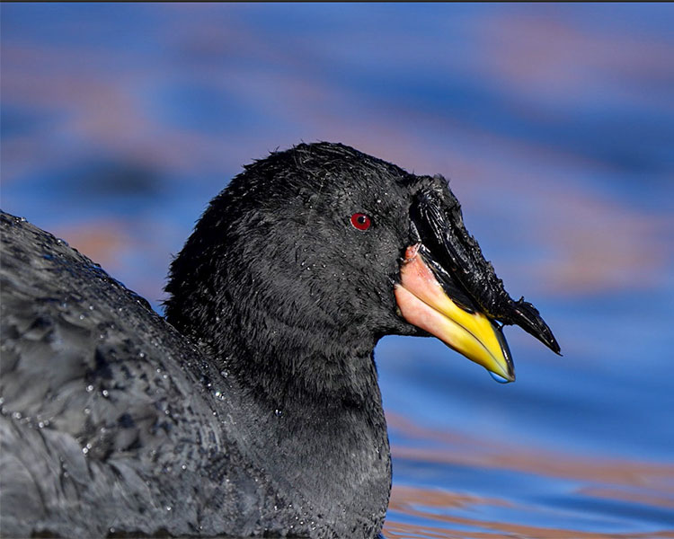 tagua cornuda mostrando la protuberancia en el pico.