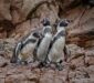 El Pingüino de Humboldt en Perú y Chile (Spheniscus humboldti)