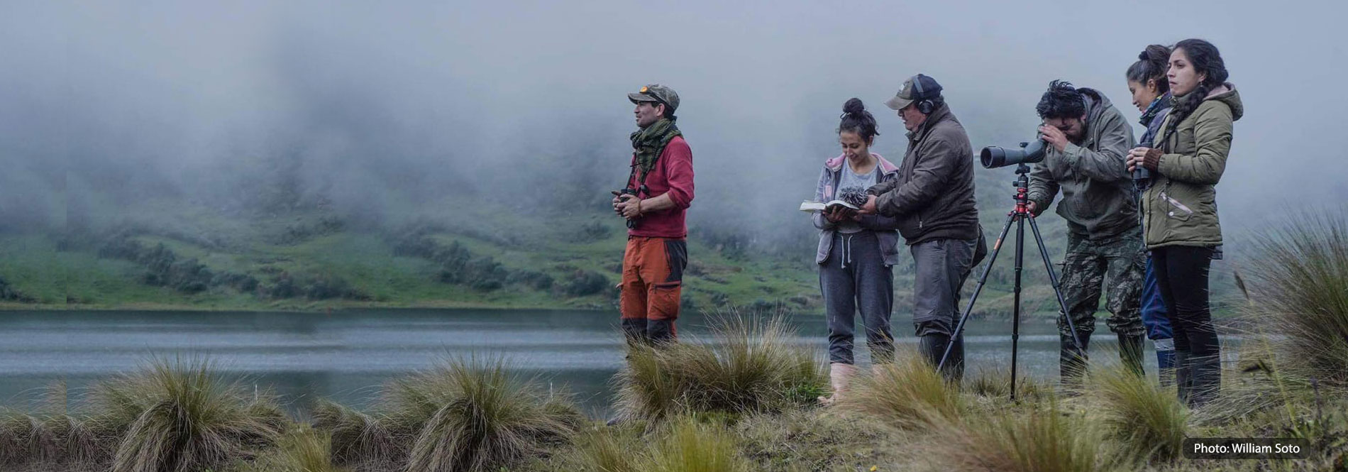 Header, Aves de Peru.